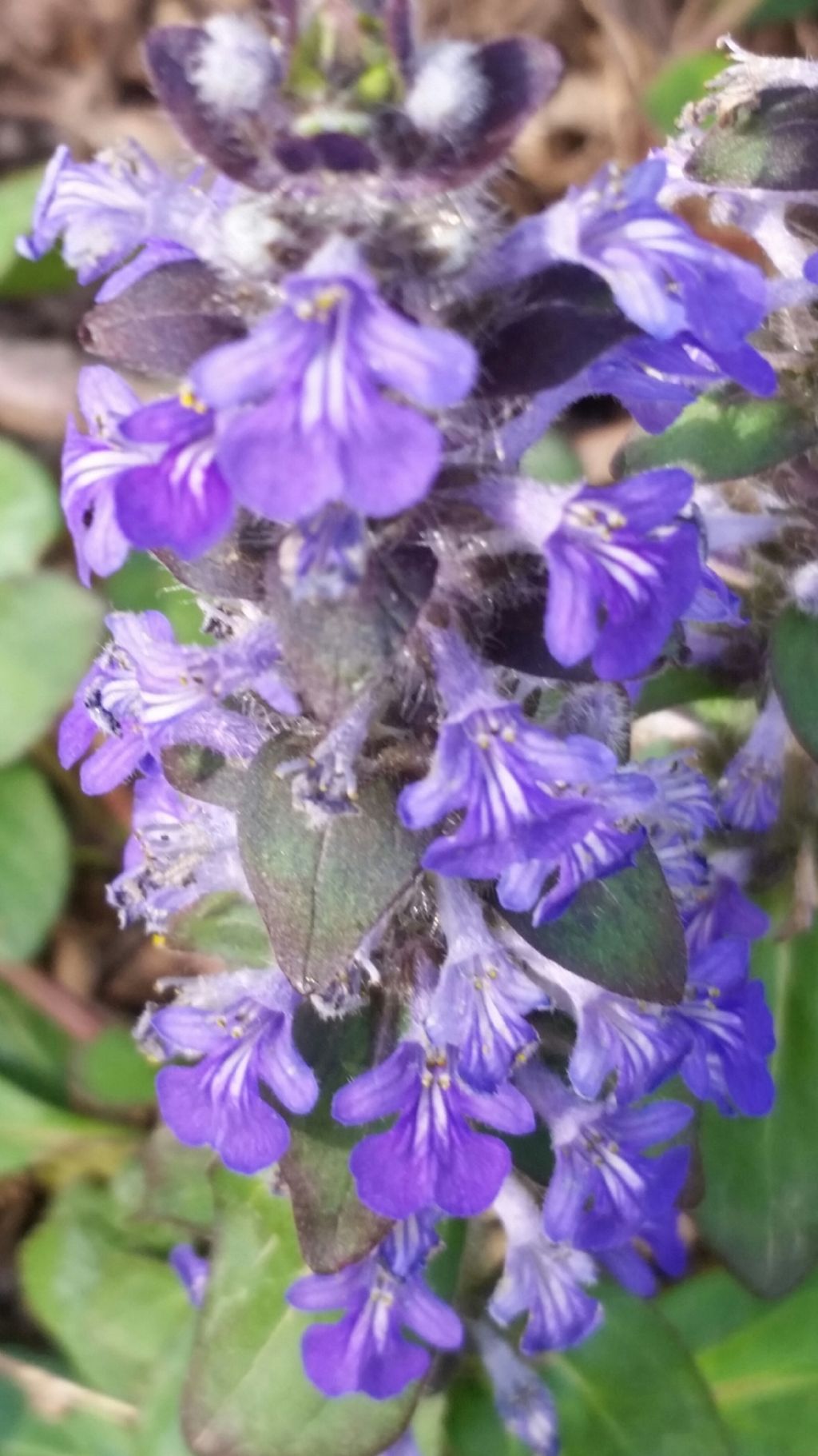 Ajuga reptans L.(Lamiaceae)